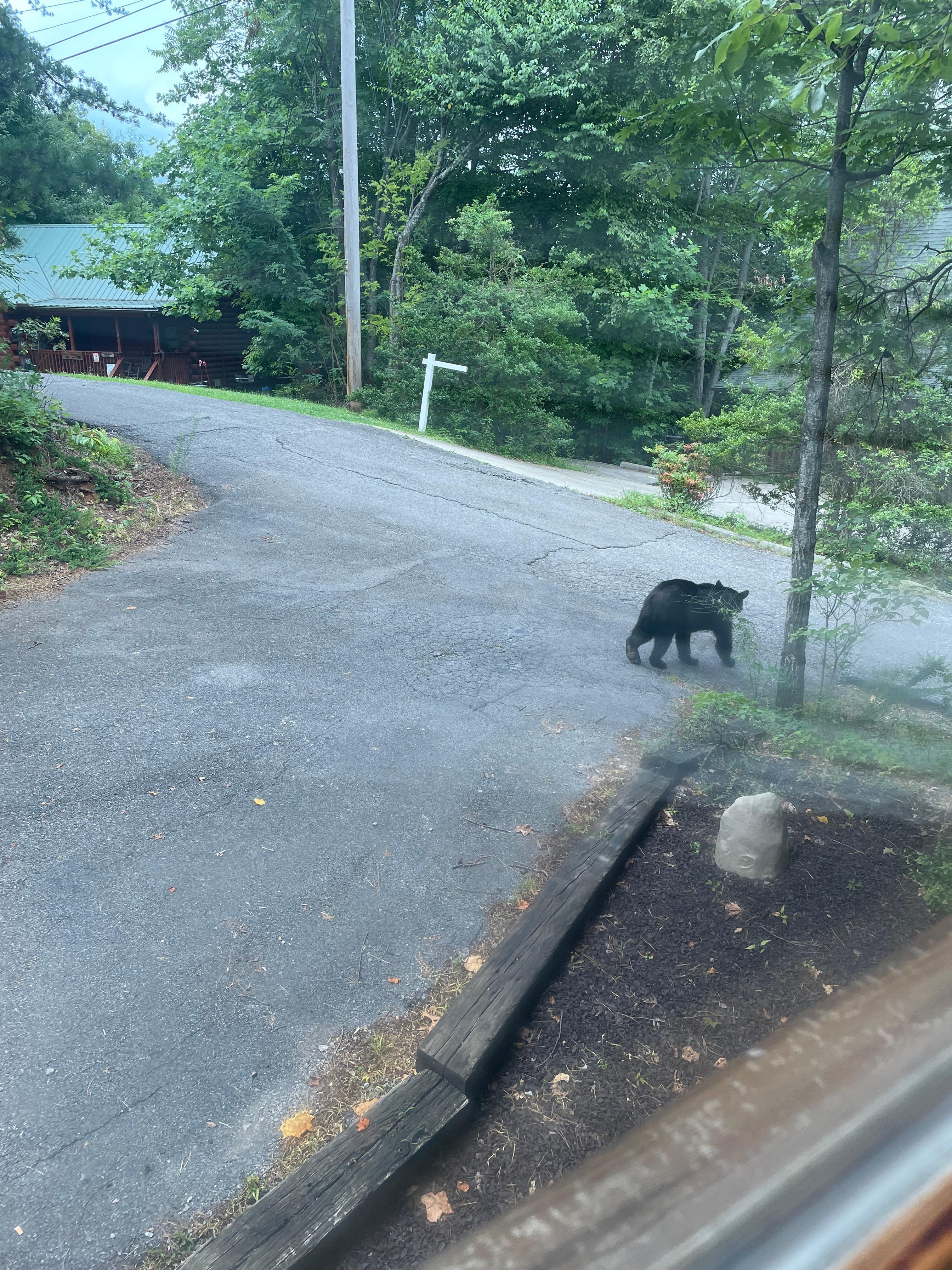 We got to see bears walk by the cabin every morning!