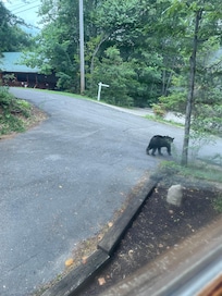 We got to see bears walk by the cabin every morning!