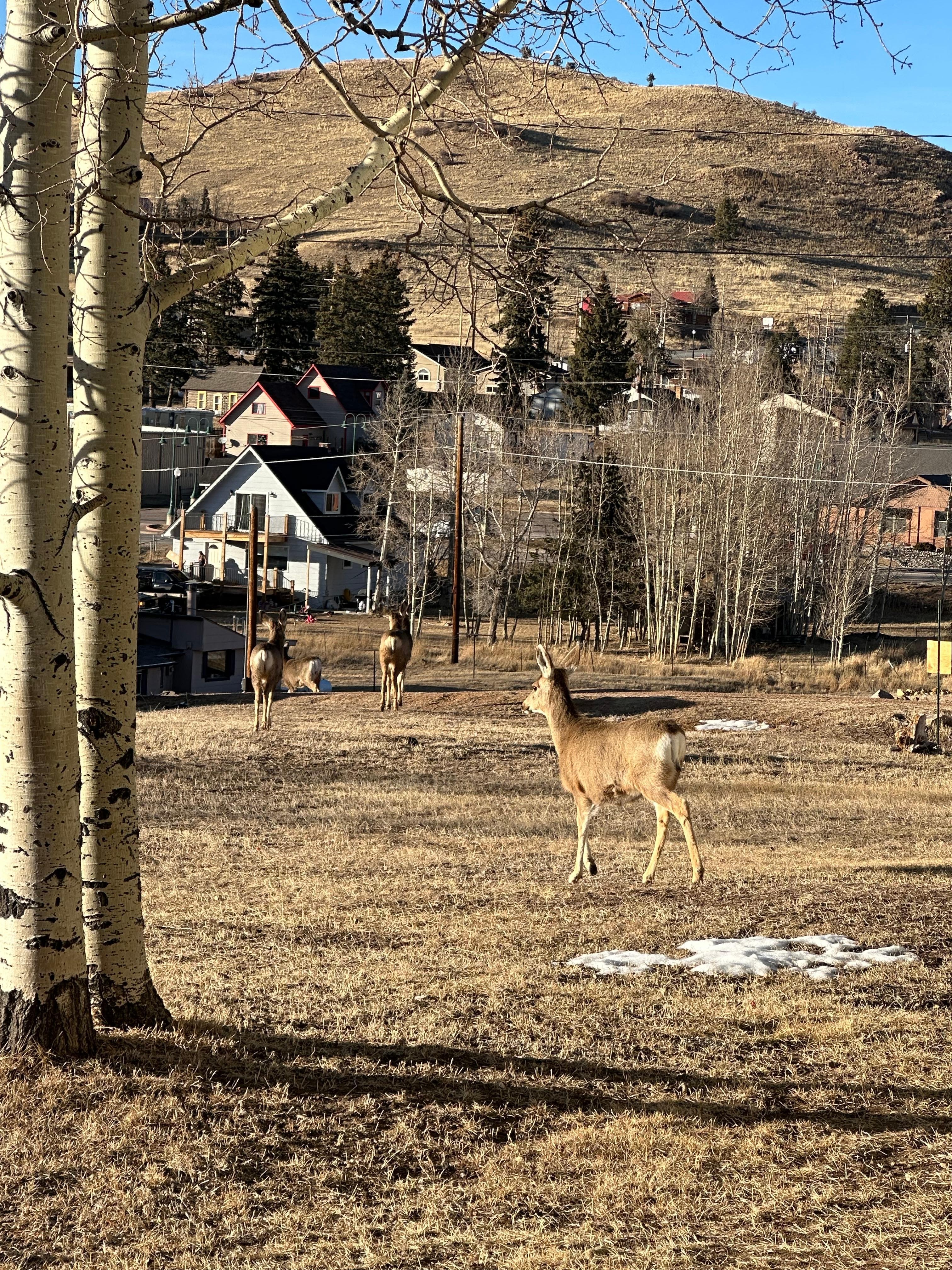 Mule Deer in the empty yard next to the property.