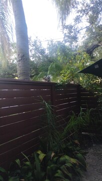 Privacy fence