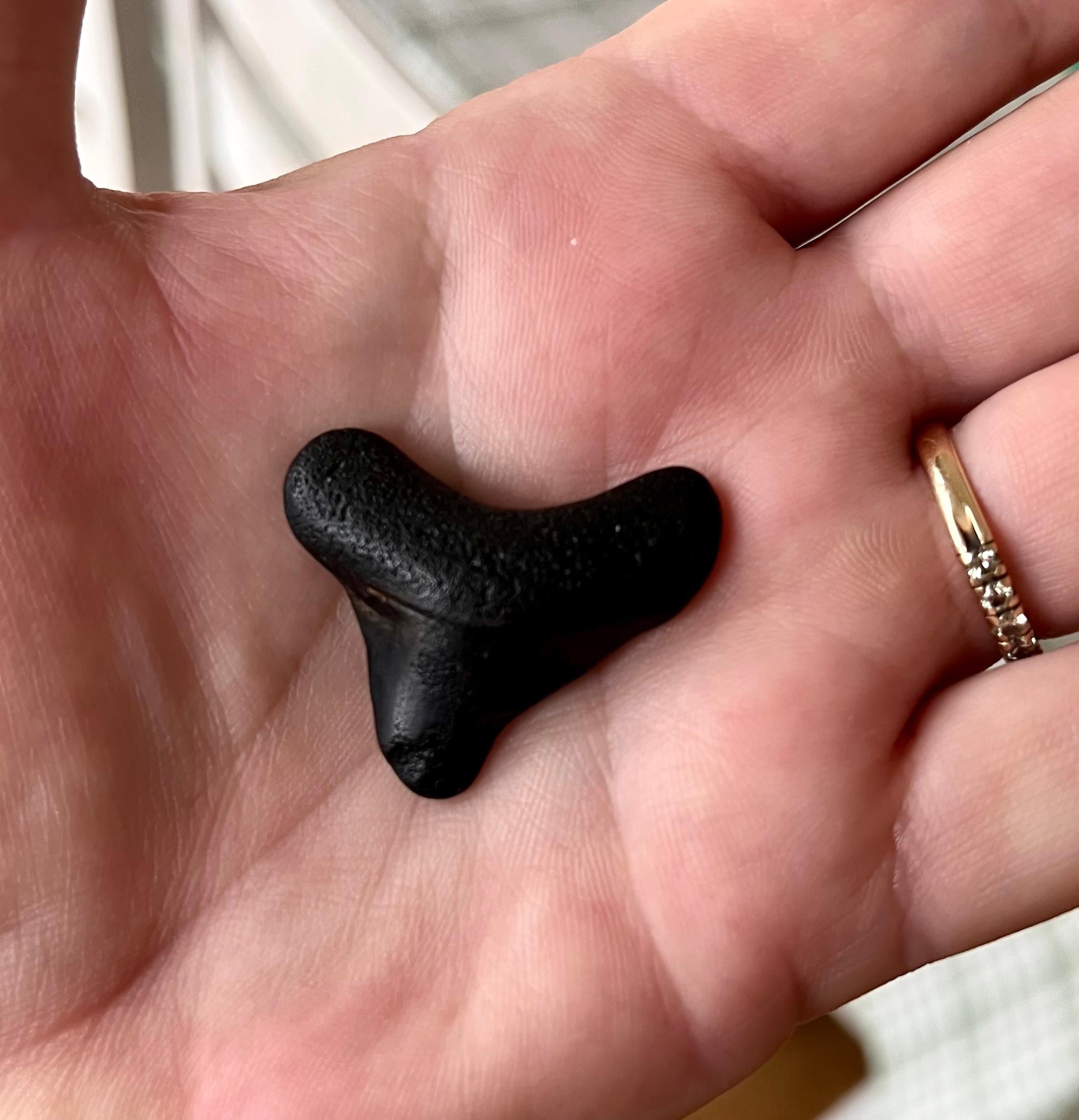 Found a few large sharks teeth and lots of little ones 