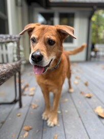 Our happy boy loved the view from the balcony!
