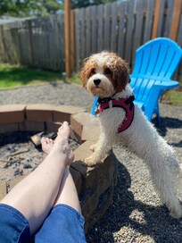 Enjoy enjoying the backyard