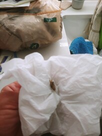 Dead cockroach killed by me and bought to front desk.