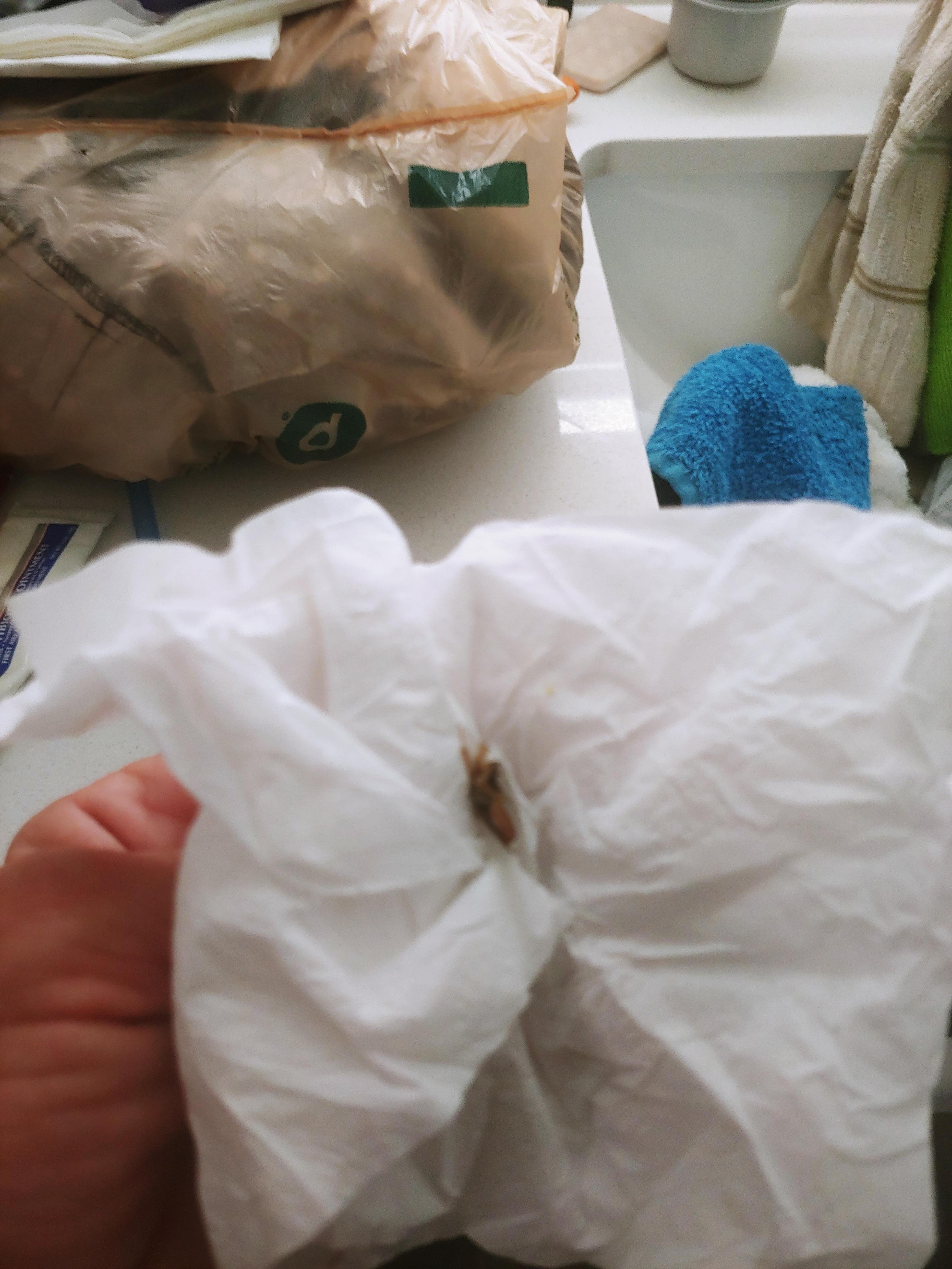 Dead cockroach killed by me and bought to front desk.