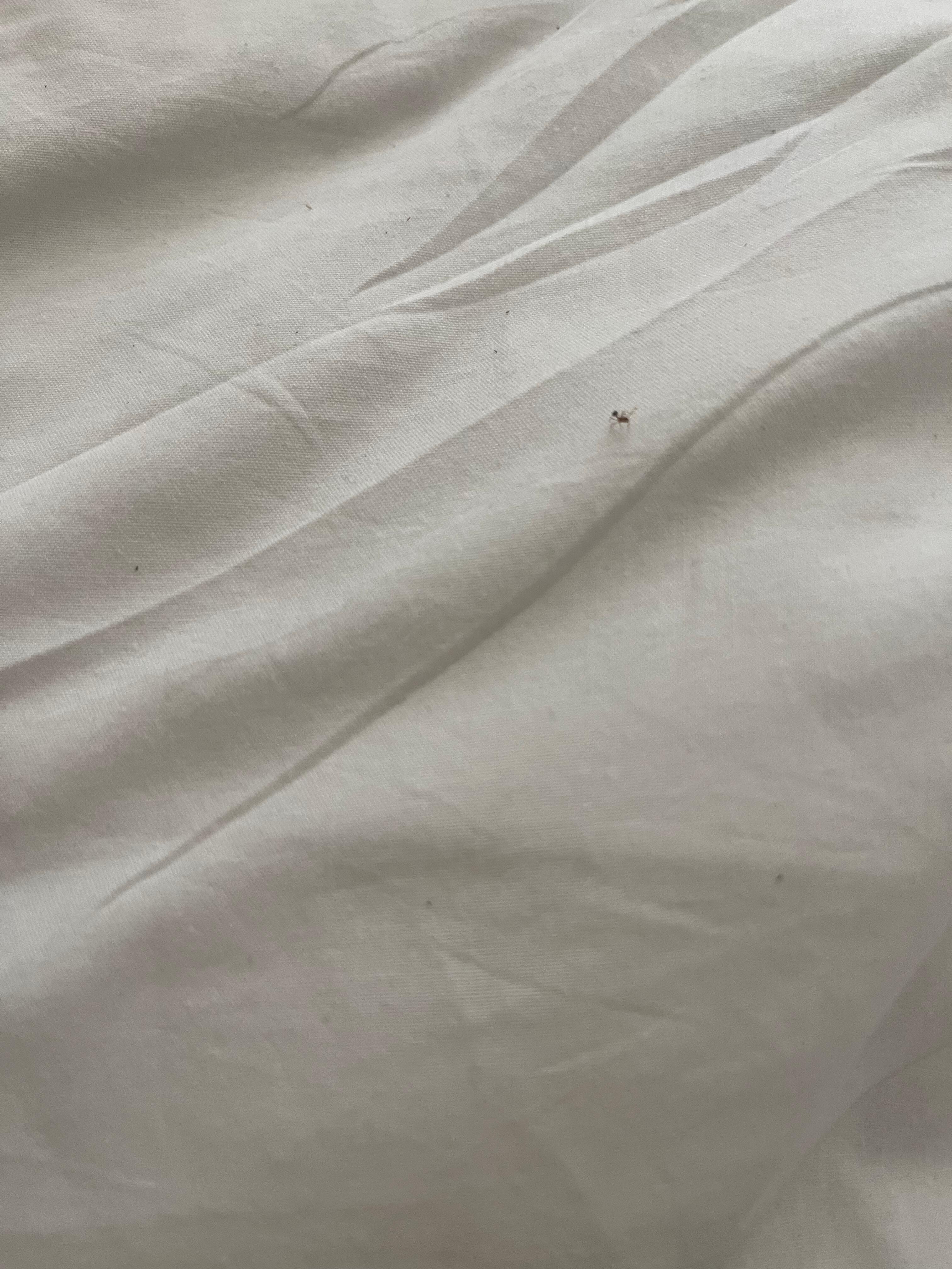 Ants in the bed