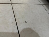 Some of the cockroaches we encountered (some alive, some dead).