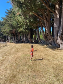 My 9 year olds favorite part of the ranch was the giant cypress trees.