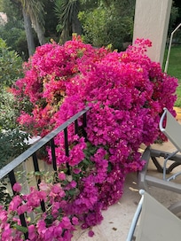 Most beautiful bougainvillea 🤩