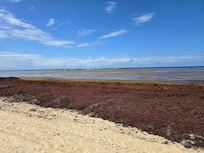 The beach with sargasso