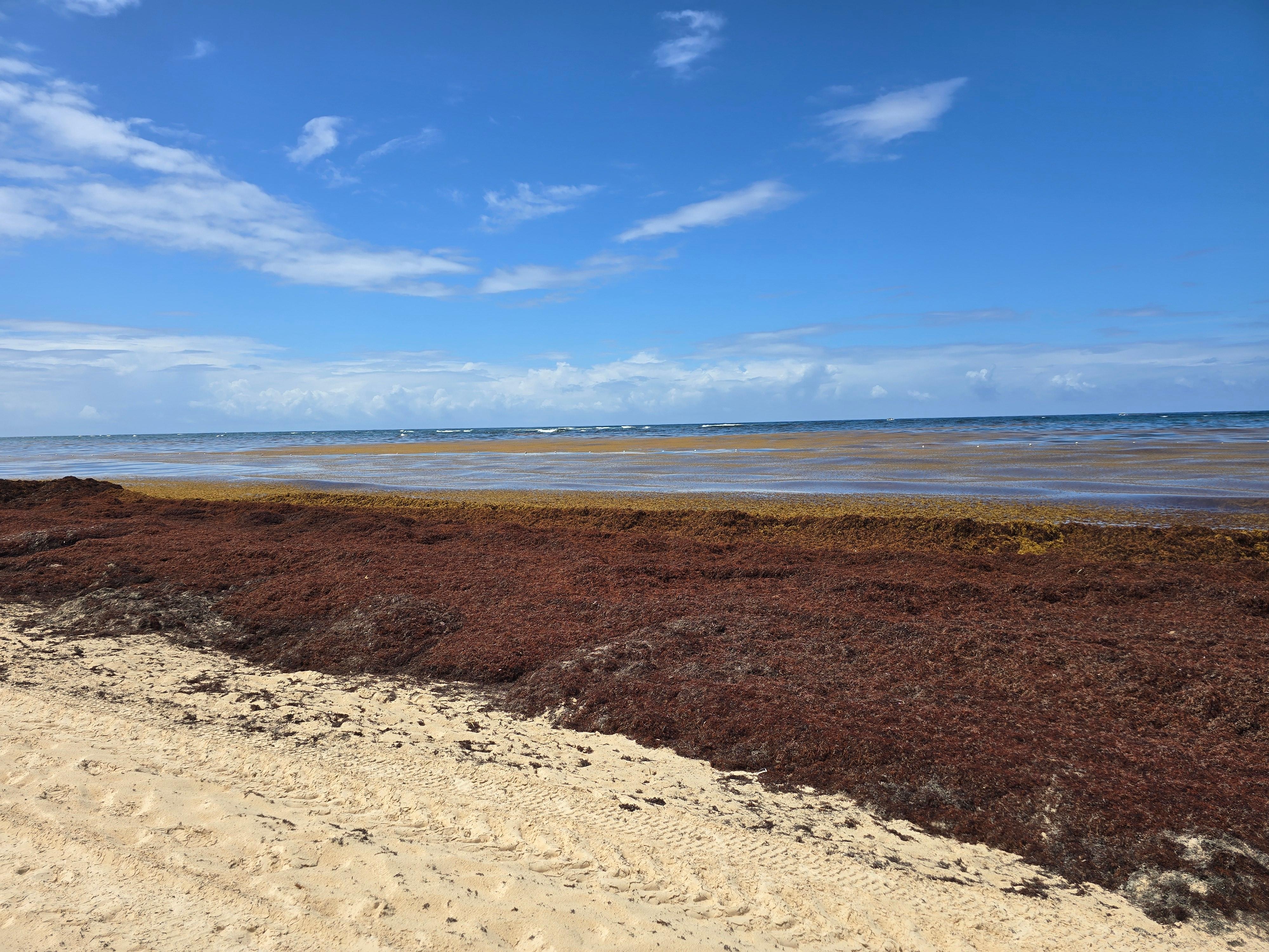 The beach with sargasso