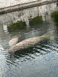 In the canal by the resort
