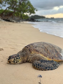 Turtle