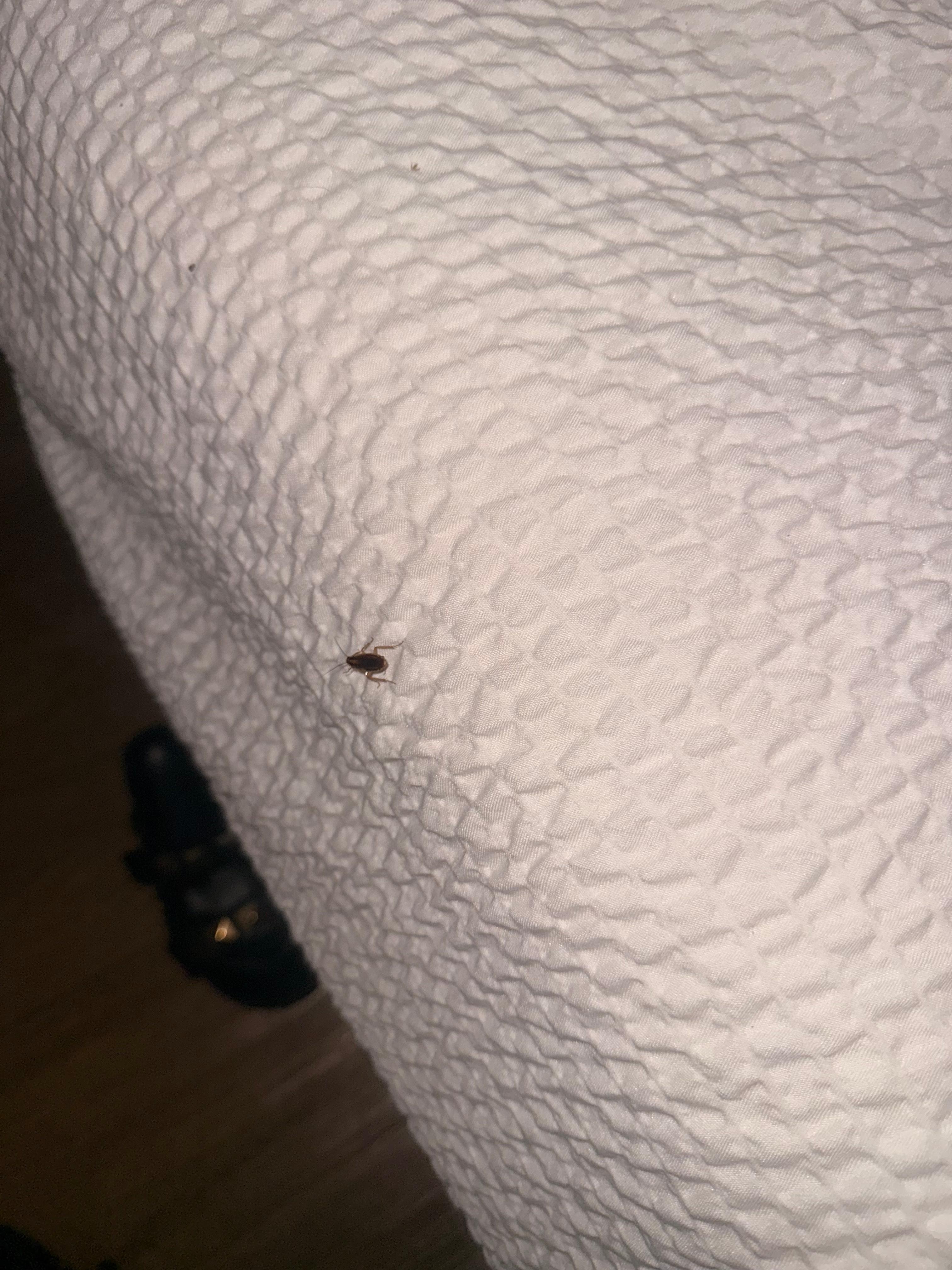 Woke up to this roach on my bed