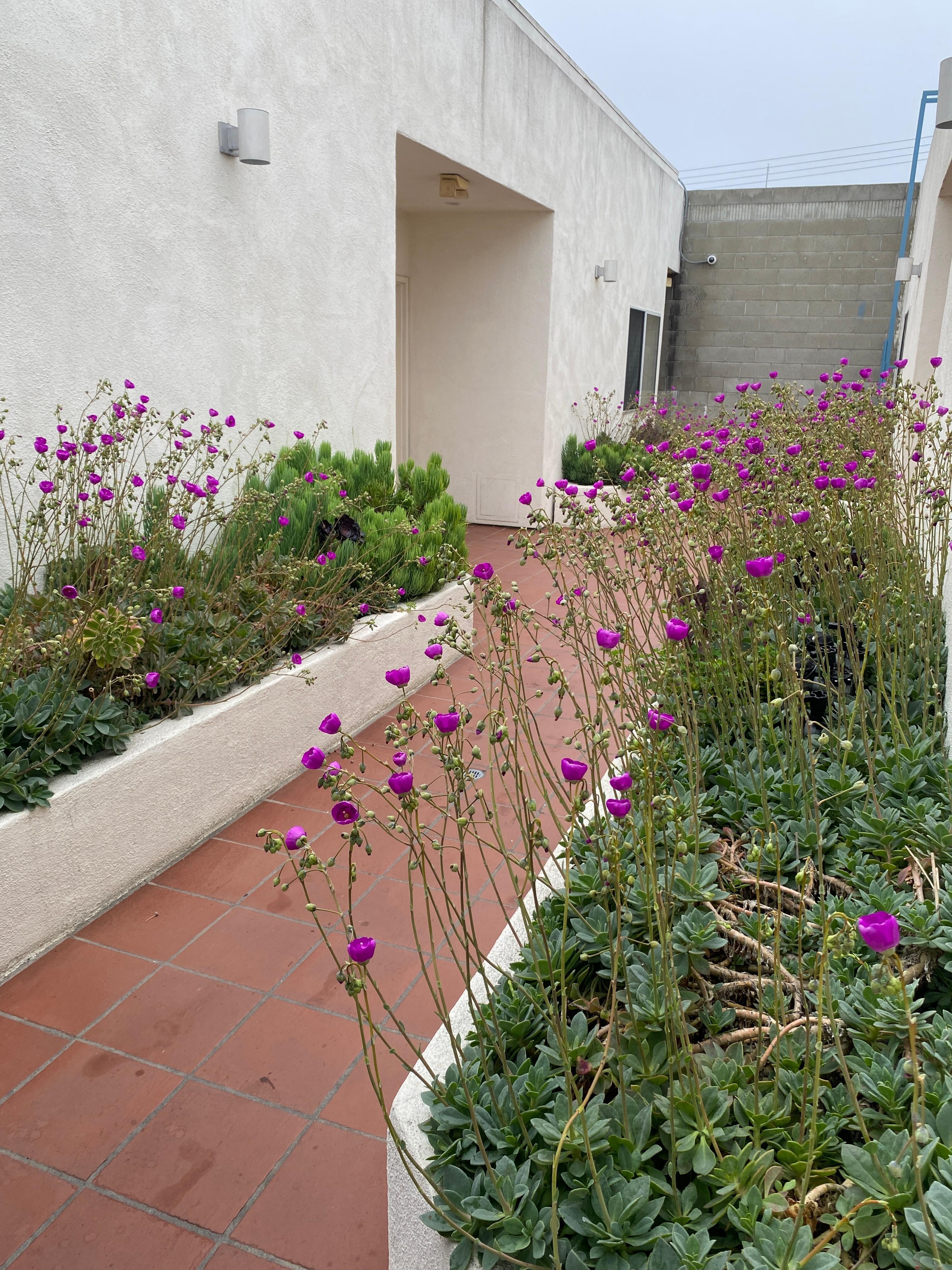 pretty flowers on the way to our unit