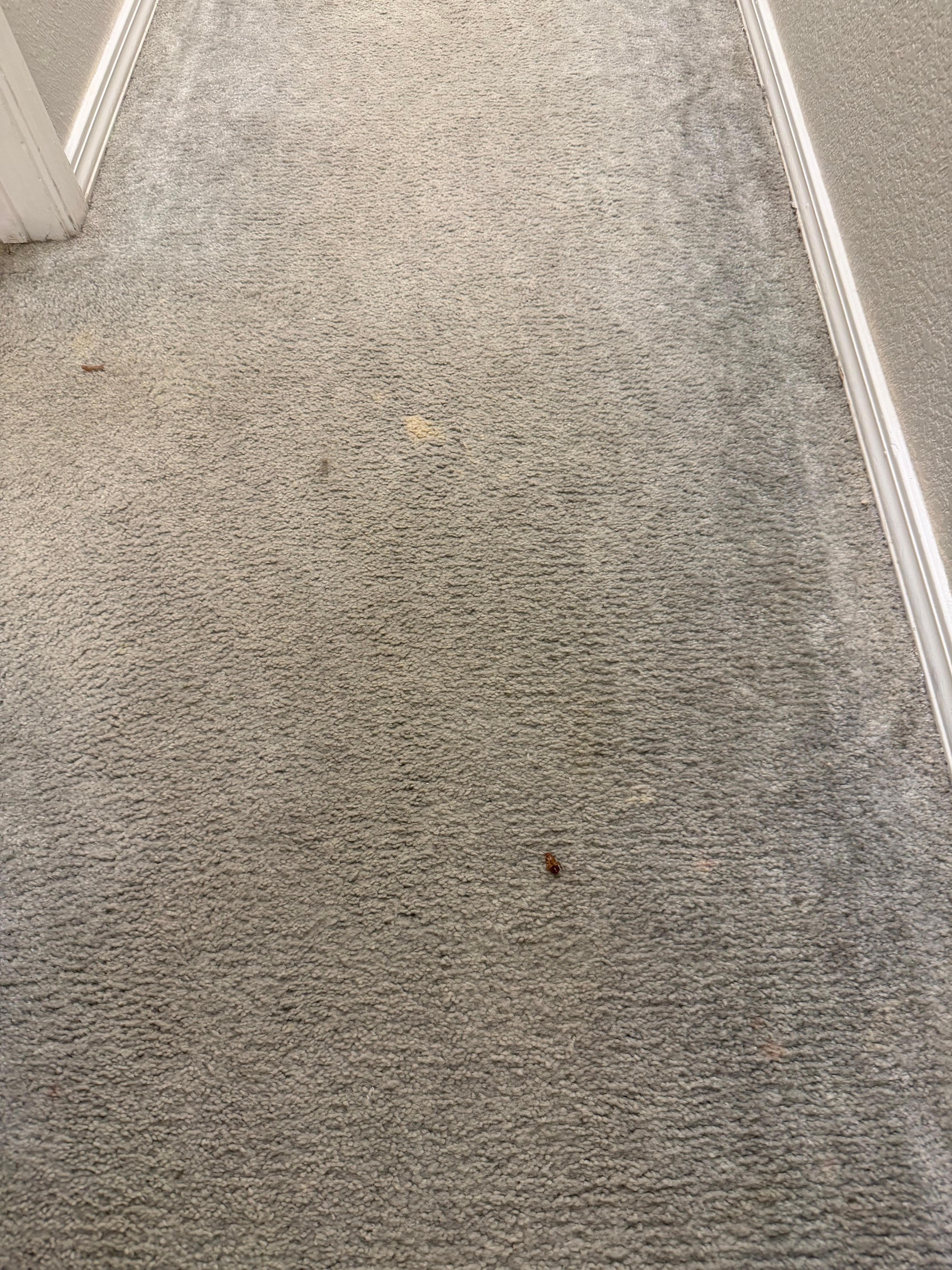 Cockroach on the ground 