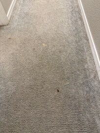 Cockroach on the ground