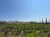 Vineyard
