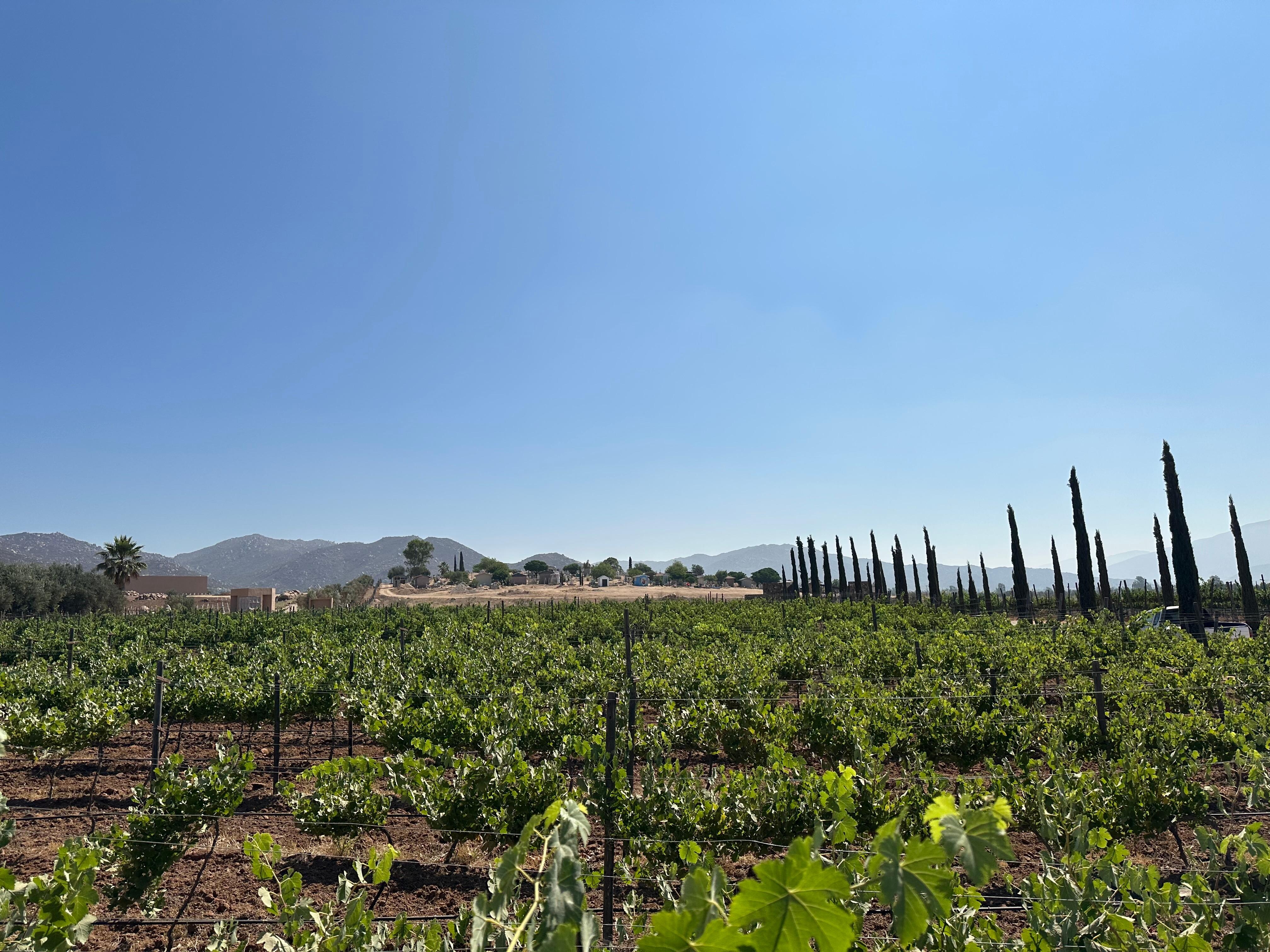 Vineyard