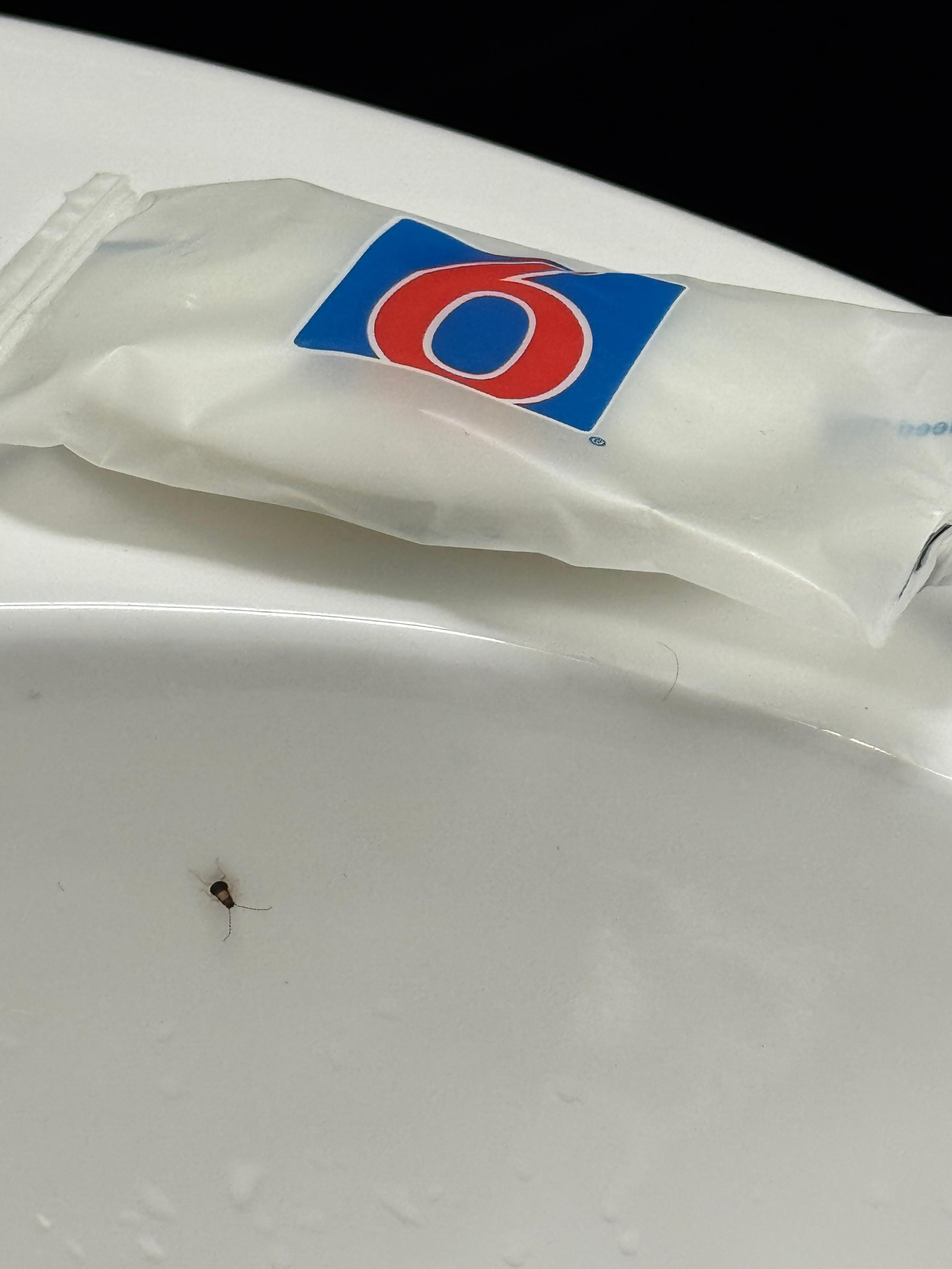 Roaches in restrooms