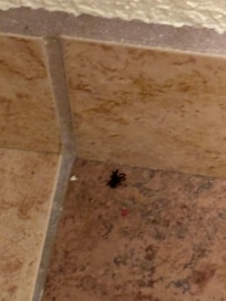 Bug in room