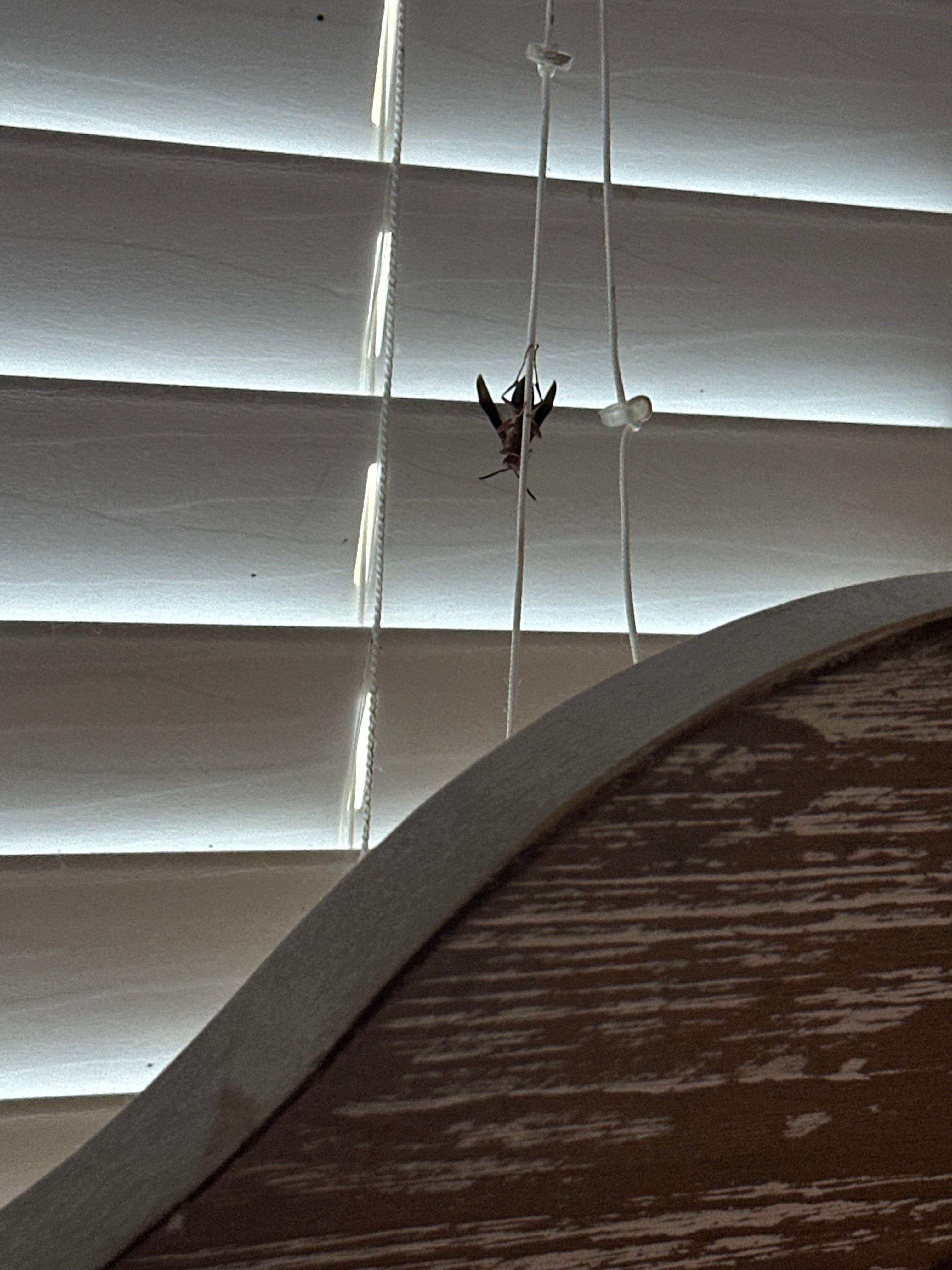 Wasp over my head all night waiting for them to remove