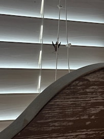 Wasp over my head all night waiting for them to remove