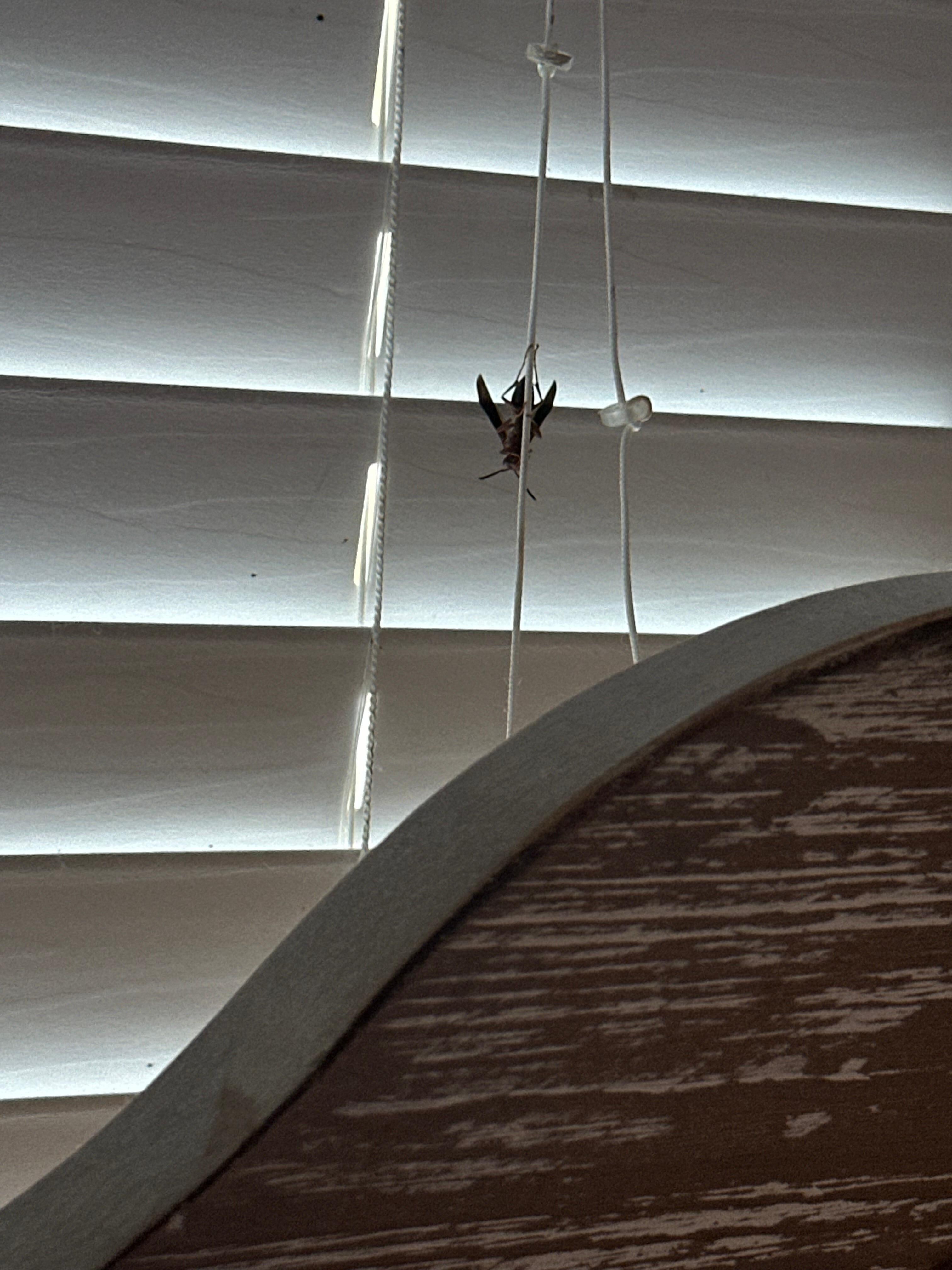 Wasp over my head all night waiting for them to remove 