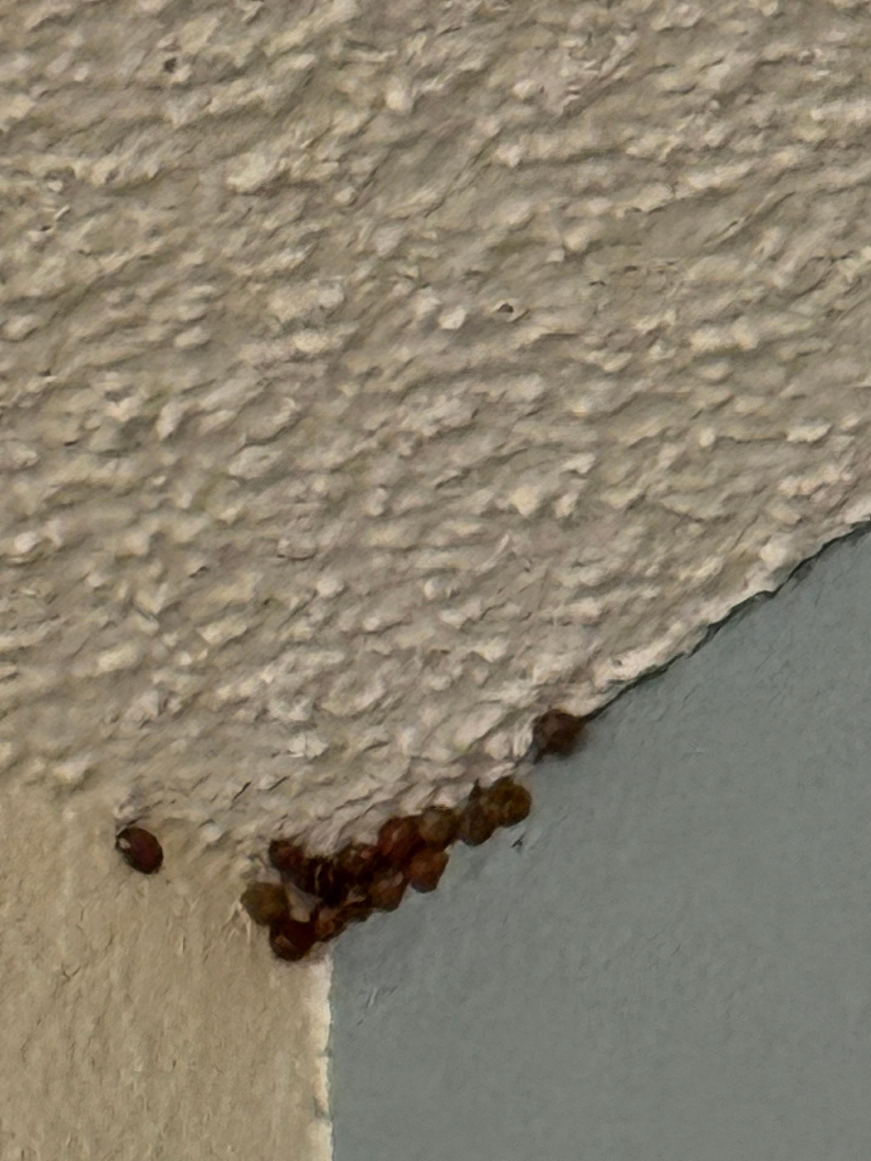 Bugs on ceiling 