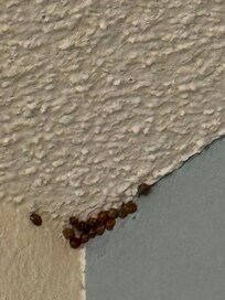 Bugs on ceiling