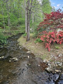 the azaleas were blooming