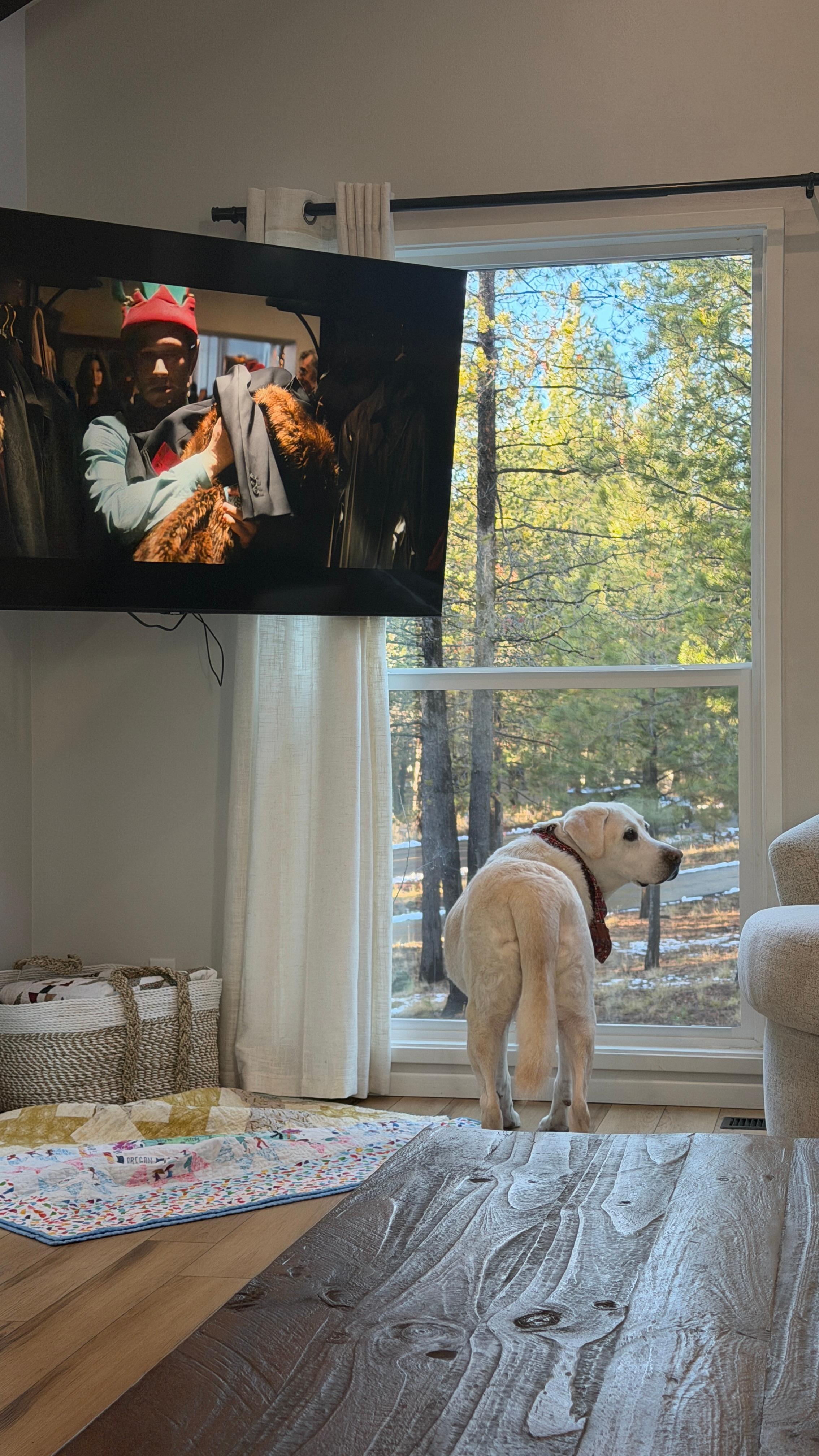 Dog friendly and great amount of windows to look out for 