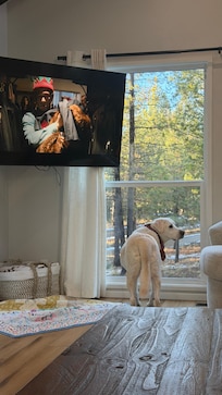 Dog friendly and great amount of windows to look out for