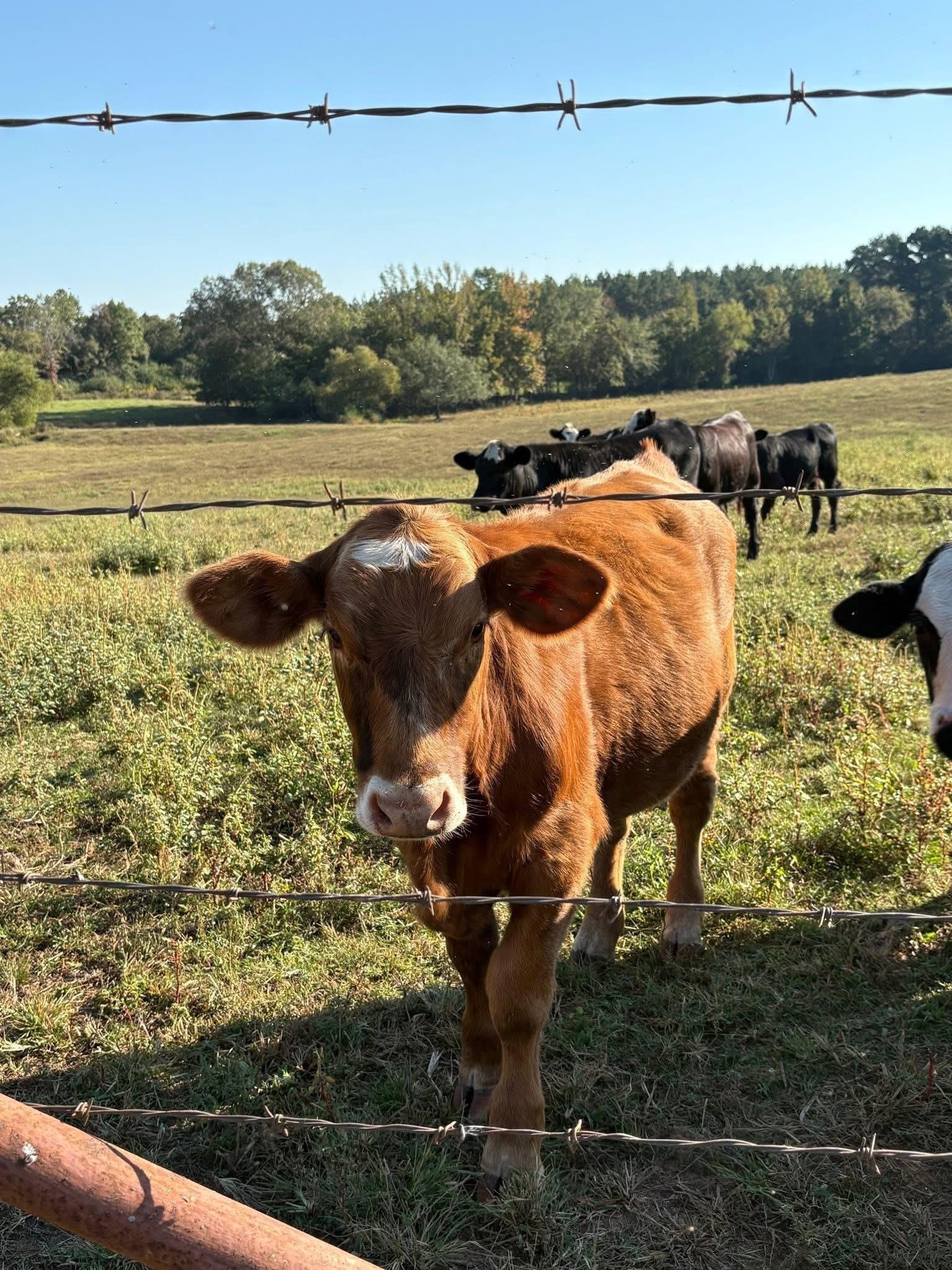 This one was "named" Caramel while we were there. 