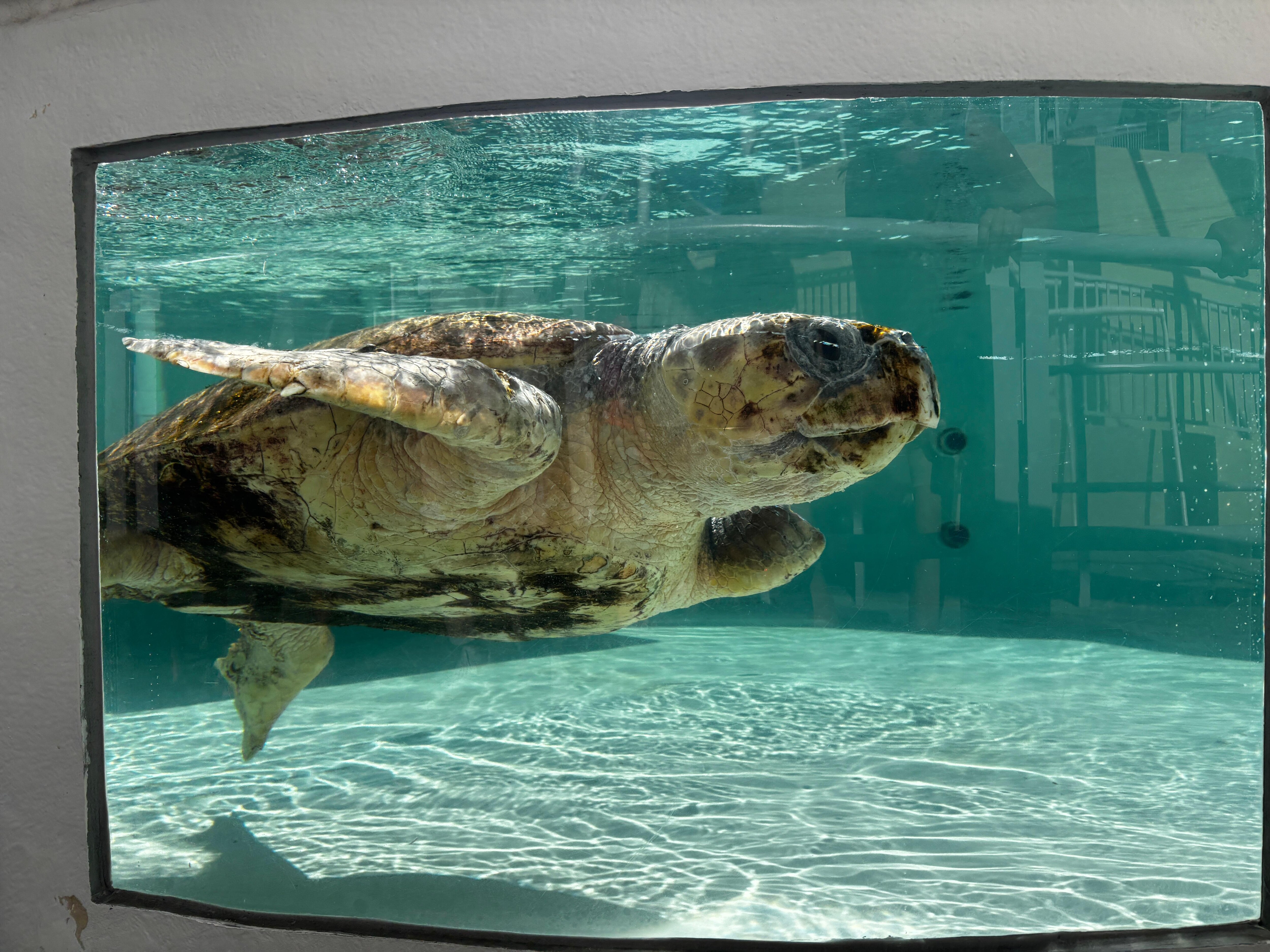 Loggerhead Marinelife Center