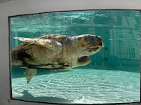 Loggerhead Marinelife Center