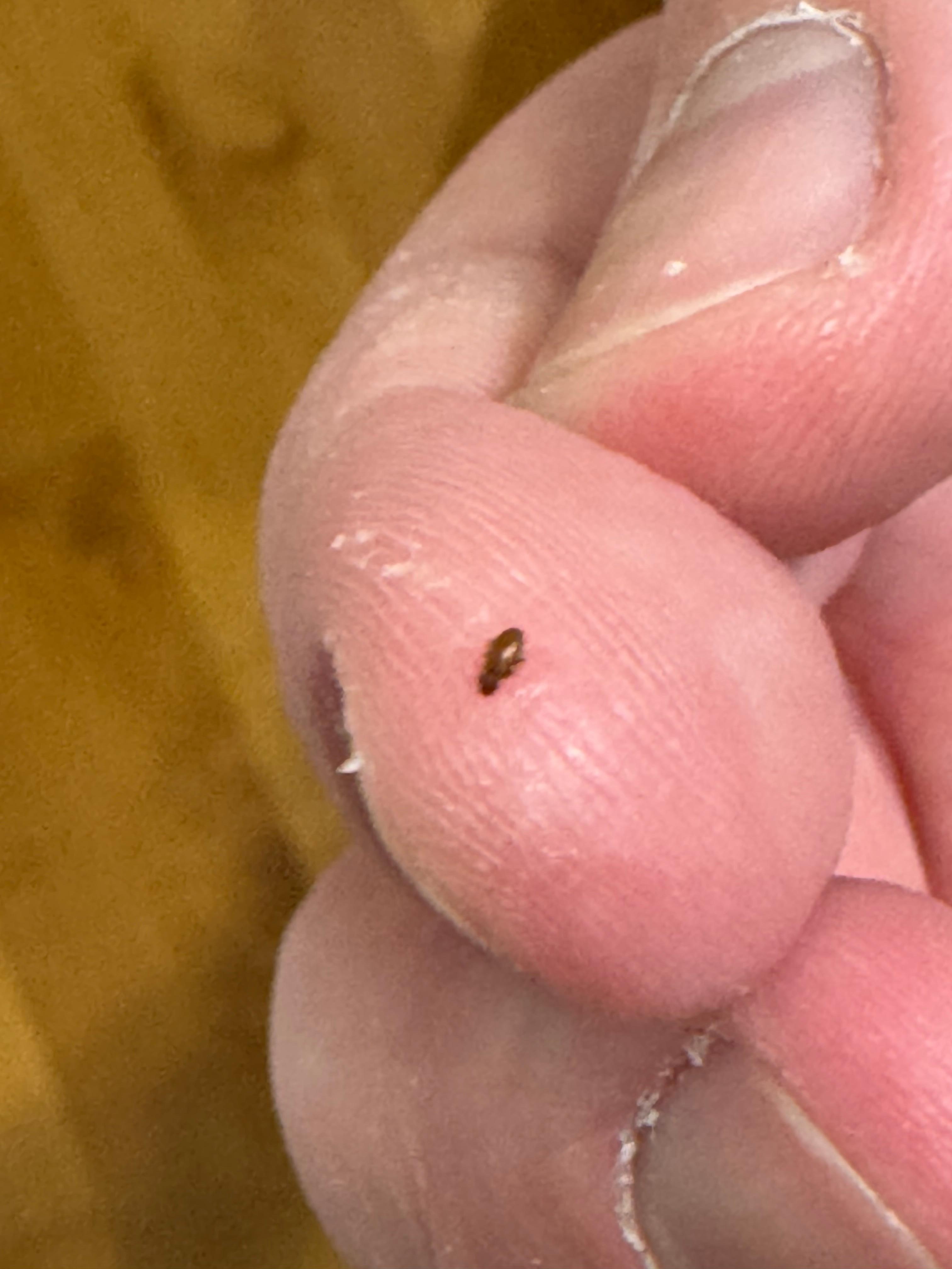 Apparent bed bug/flea on finger (2:22 AM CEST May 3)