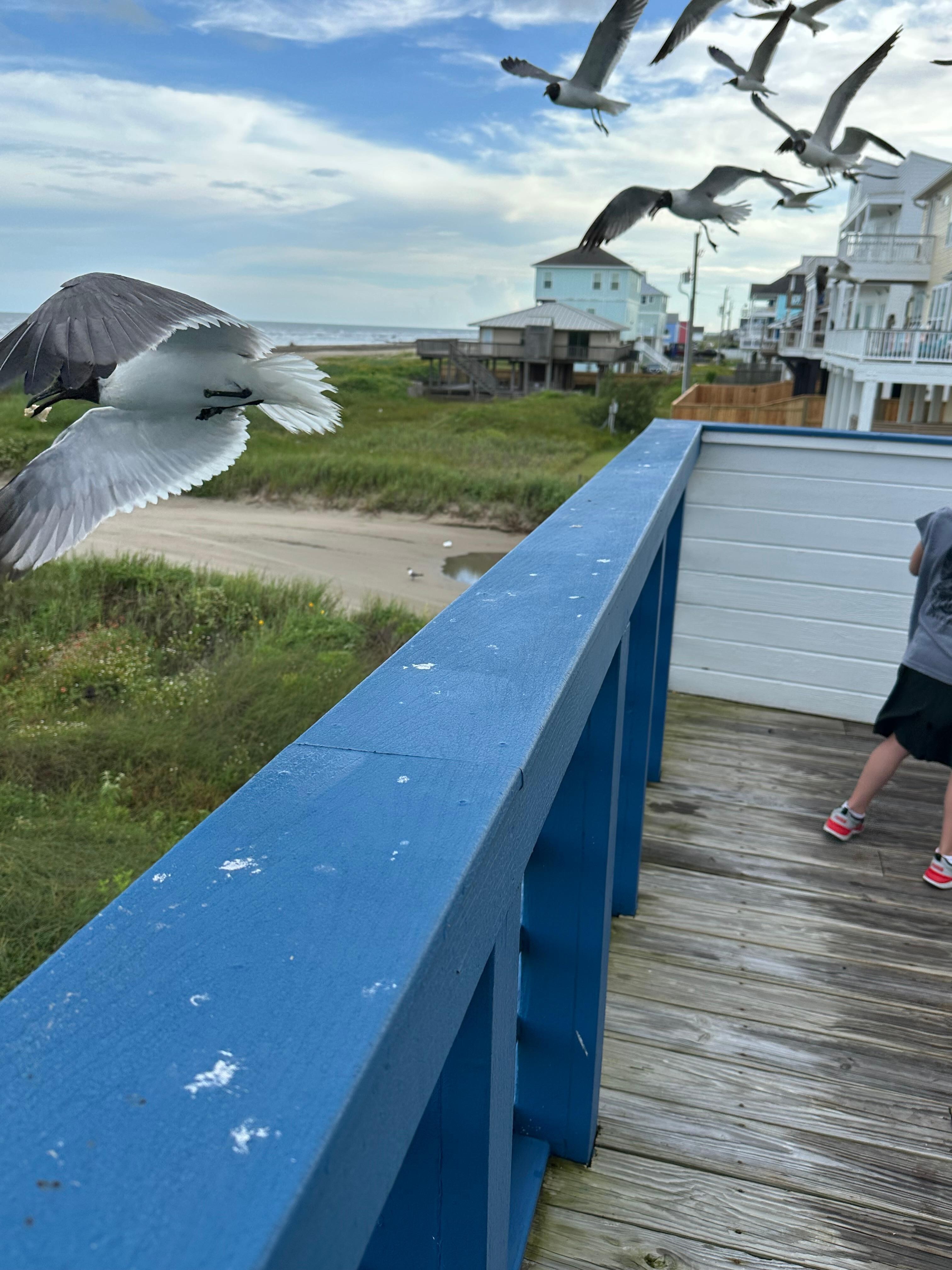 Feeding birds