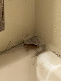 Roaches