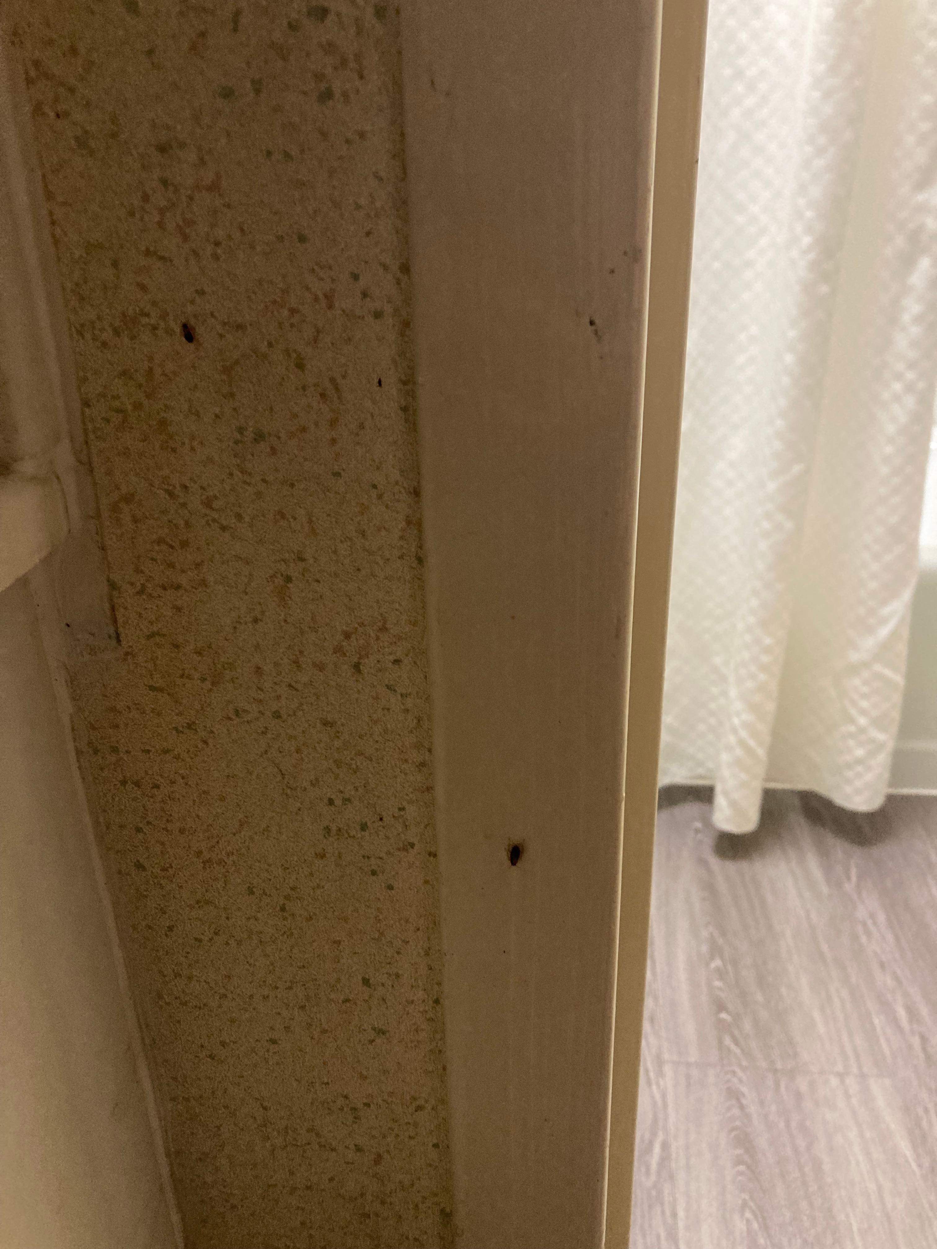 German roaches every morning