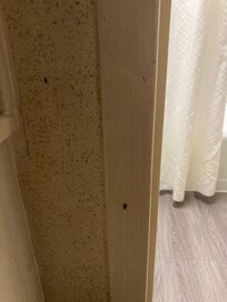 German roaches every morning