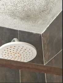 Black Mold