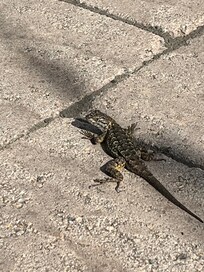 Mr. Lizard