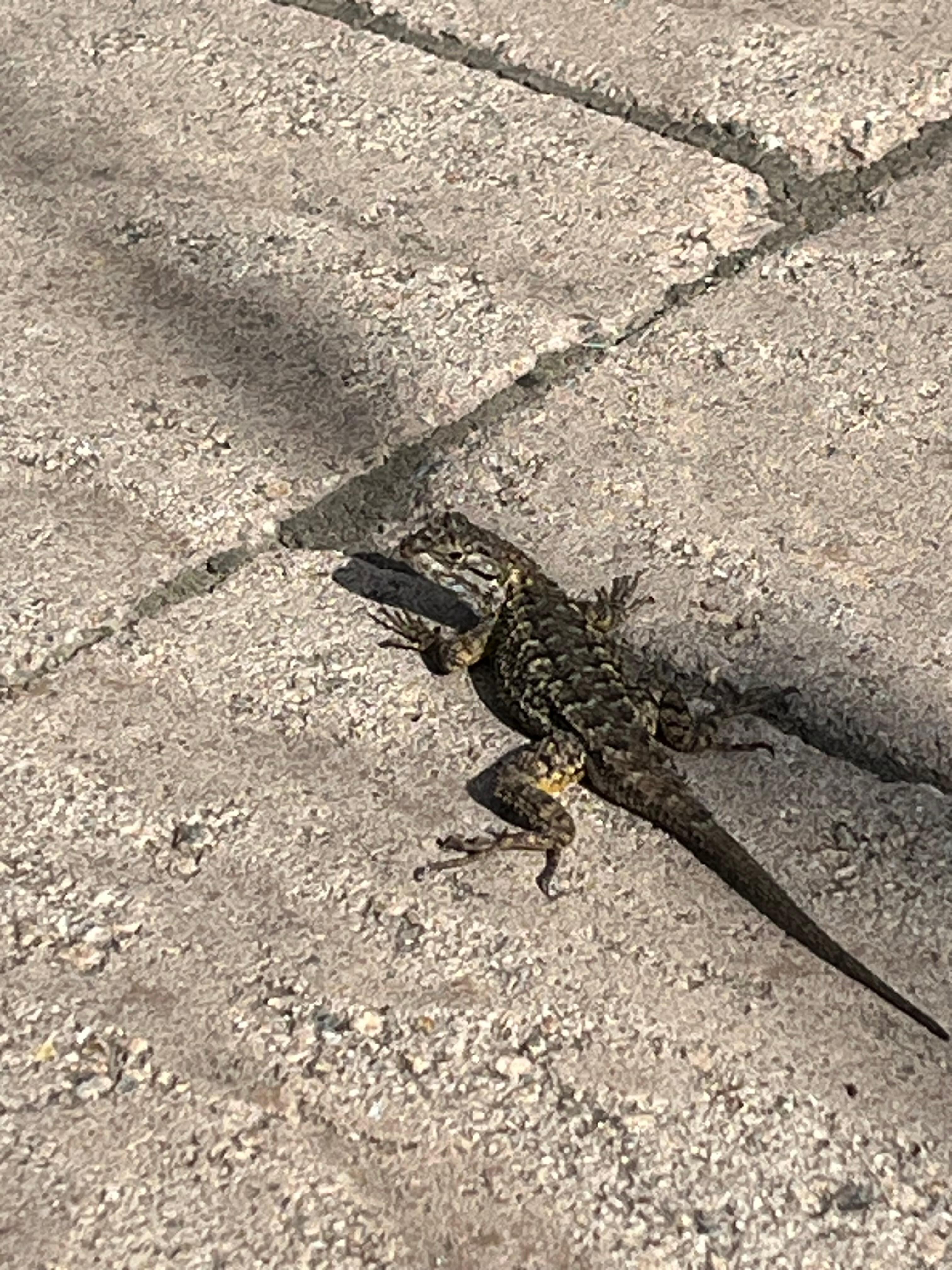 Mr. Lizard