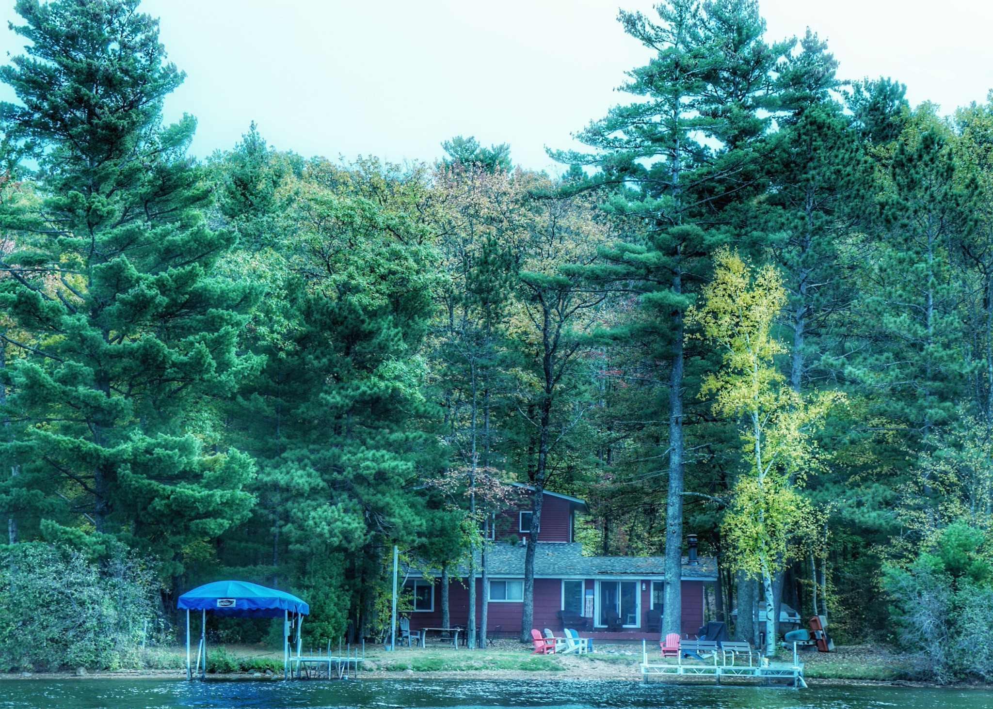 Beautiful huge pines