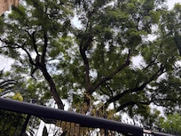 Jacarandá imenso no jardim