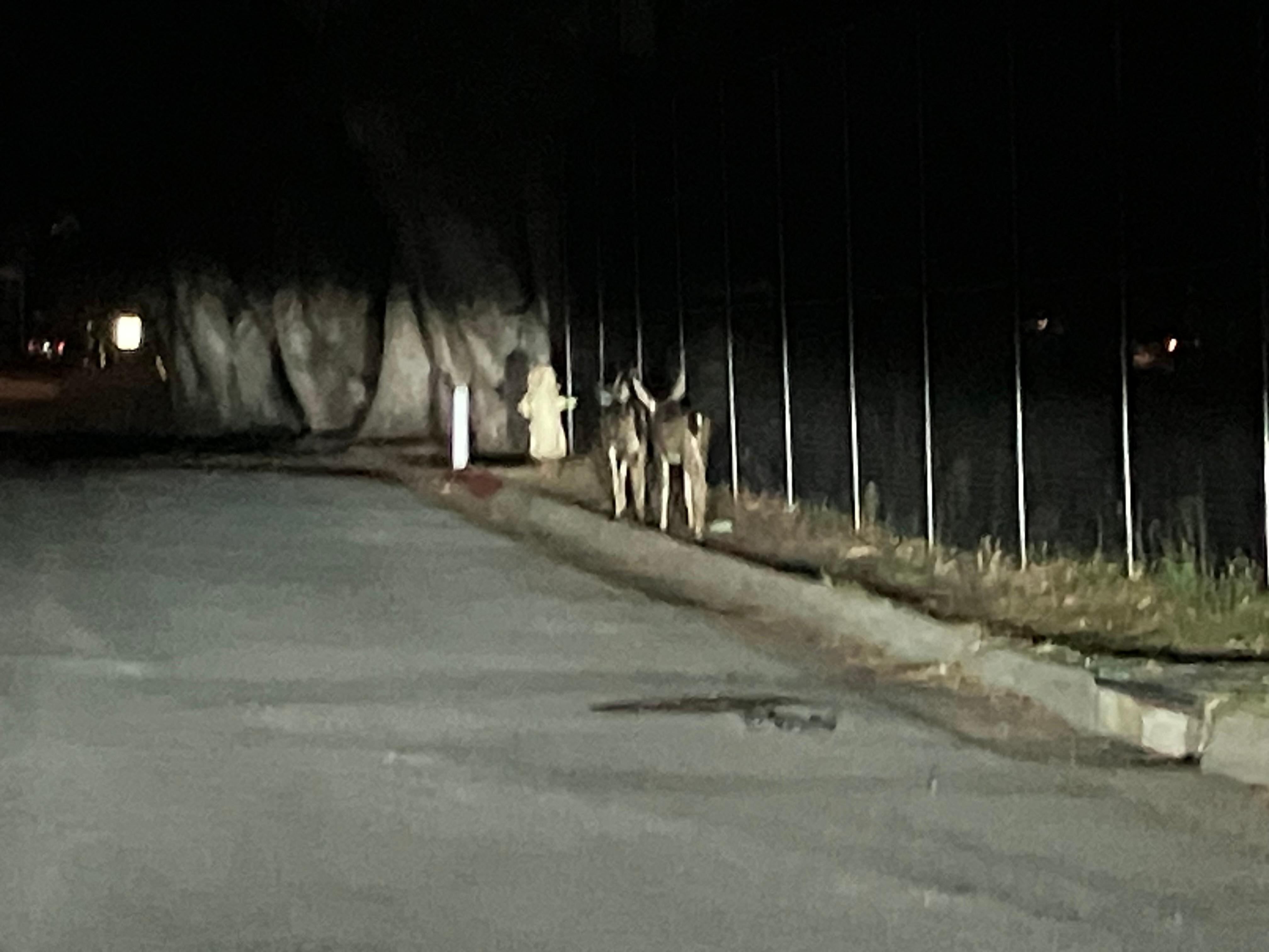 Wildlife - Careful Driving