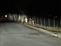 Wildlife - Careful Driving