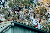 Parrots follow you around the site.