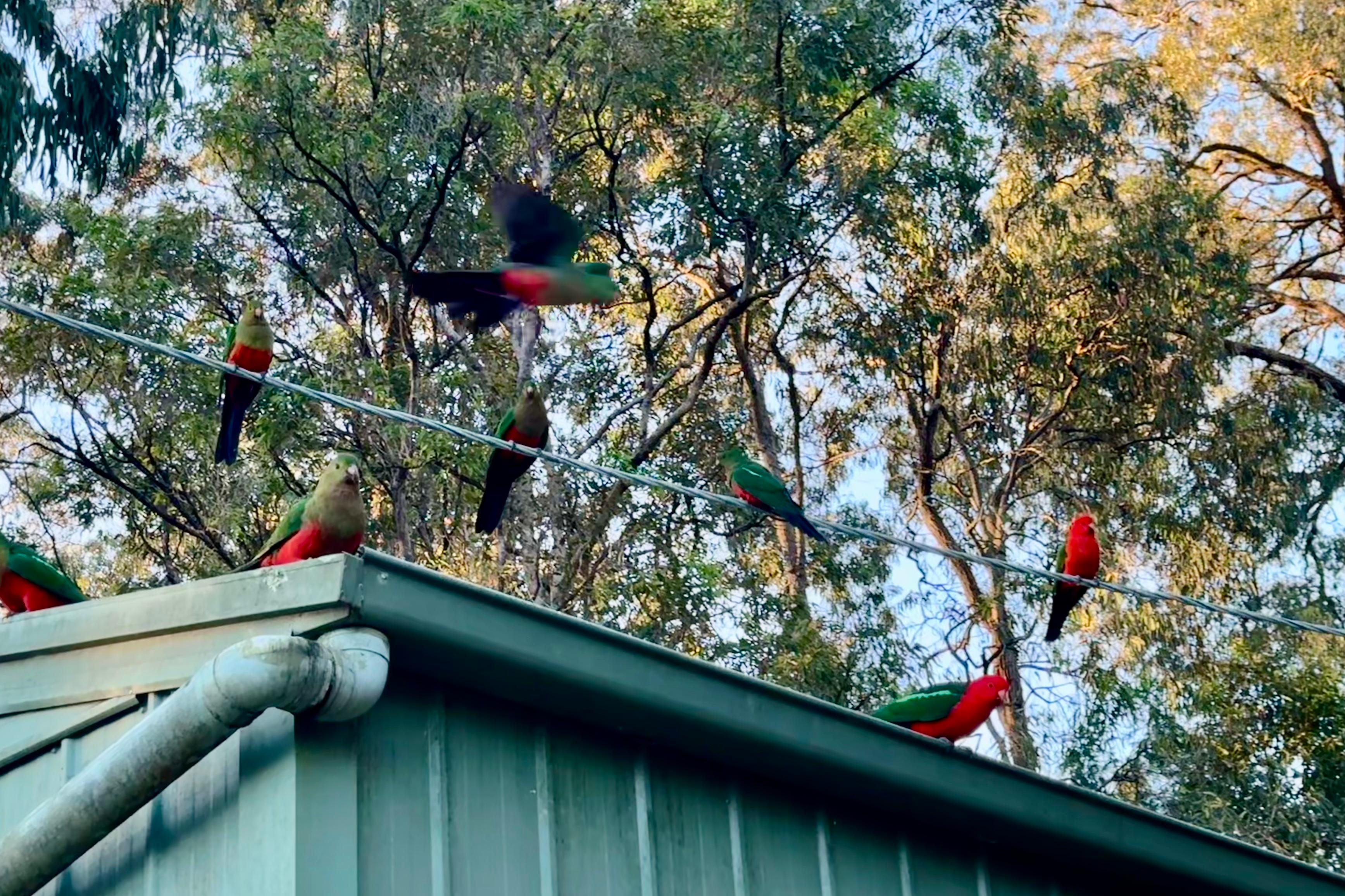 Parrots follow you around the site.
